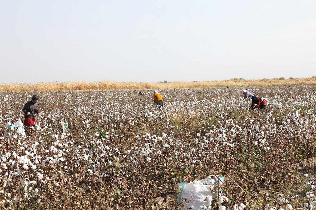 Paxta terimchilari mehnati o‘rganildi